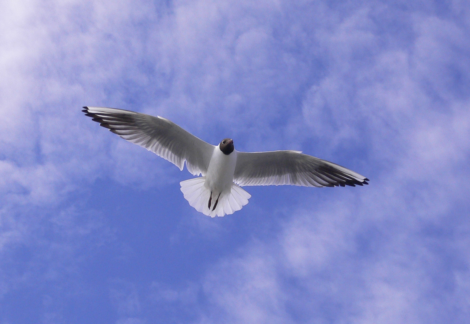 Vogel am Himmel
